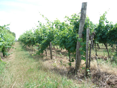 Sankt Margarethen im Burgenland (© Michael Pfeiffer)