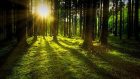 Europas Green Deal: Die Waldstrategie 2030