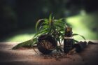 VwGH Erkenntnis: CBD-Blüten unterliegen dem Tabakmonopol